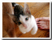 cats
