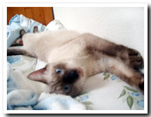 cats