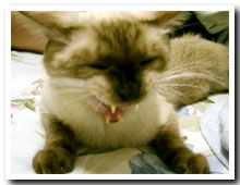 cats