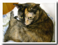 cats