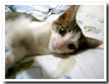 cats