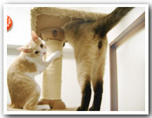 cats