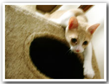 cats