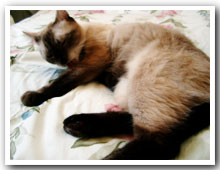 cats