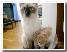cats