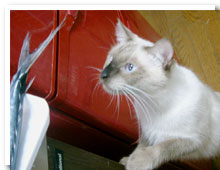 cats