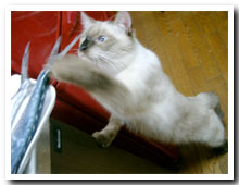 cats