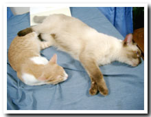 cats