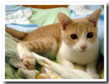 cats