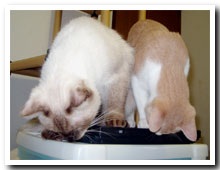 cats