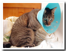 cats