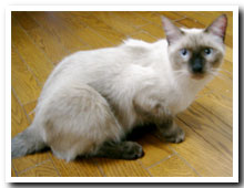 cats