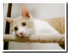 cats