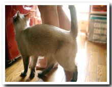 cats