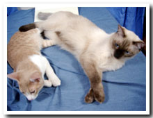 cats