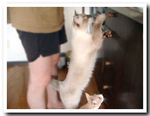 cats