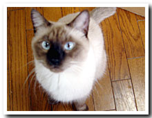 cats