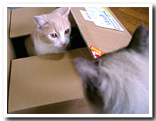 cats