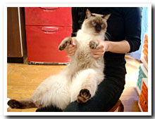 cats