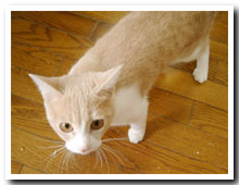 cats