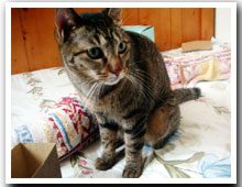 cats
