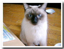 cats