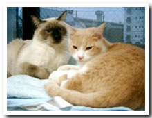 cats
