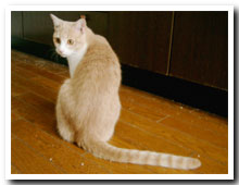 cats