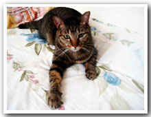 cats