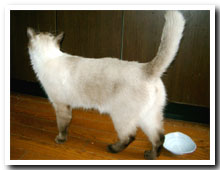 cats