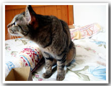 cats