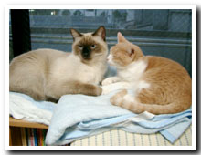 cats