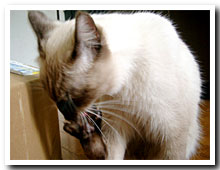 cats
