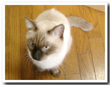cats