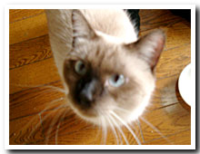 cats