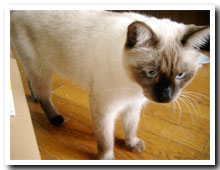 cats