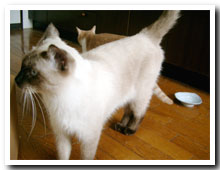 cats