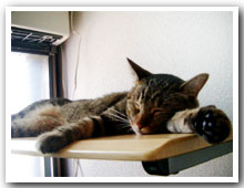 cats