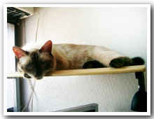 cats