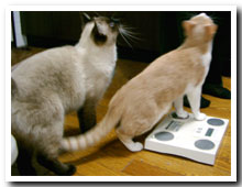 cats
