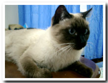 cats
