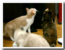 cats