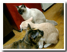 cats