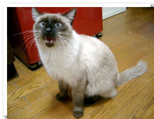 cats