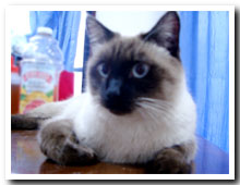 cats