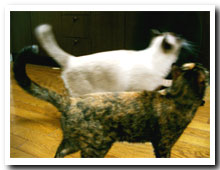 cats