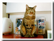 cats