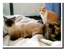 cats
