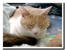 cats