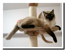 cats